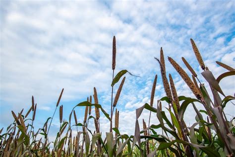 Premium Photo | Millet flower