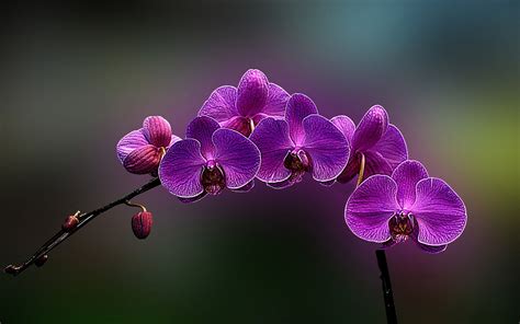 Orchid Wallpapers - Full HD wallpaper search | Orkide bakımı, Güzel ...