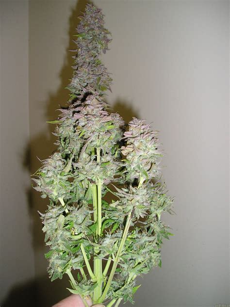 Strain-Gallery: Toof Decay (Mephisto Genetics) PIC #27101529209502824 by 420BayLee