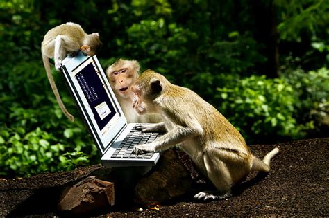 Online crop | HD wallpaper: Monkeys, Animal, Computer, Laptop ...