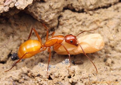 Camponotus castaneus | Ant species, Ants, Camponotus