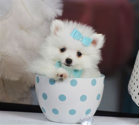 ♥♥♥ Teacup Pomeranian! ♥♥♥ Bring This Perfect Baby Home Today! Call 954-353-7864 www ...