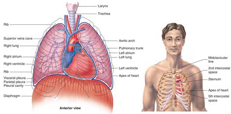 Size, Form, and Location of the Heart