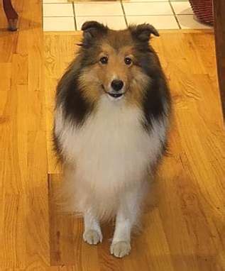 CISR - Sheltie Colors