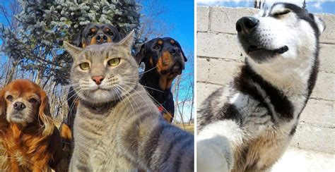 10+ Animals Taking Selfies That Will Make You Smile