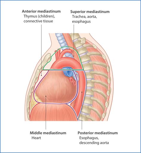 Anterior Mediastinum Contents