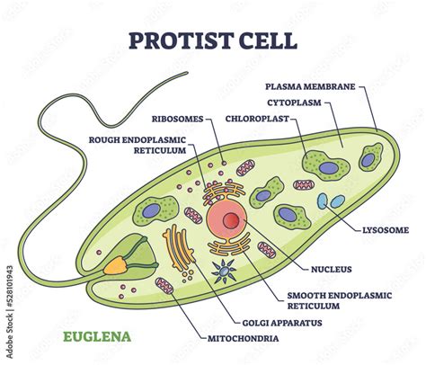 Vecteur Stock Protist cell anatomy with euglena microorganism structure outline diagram. Labeled ...