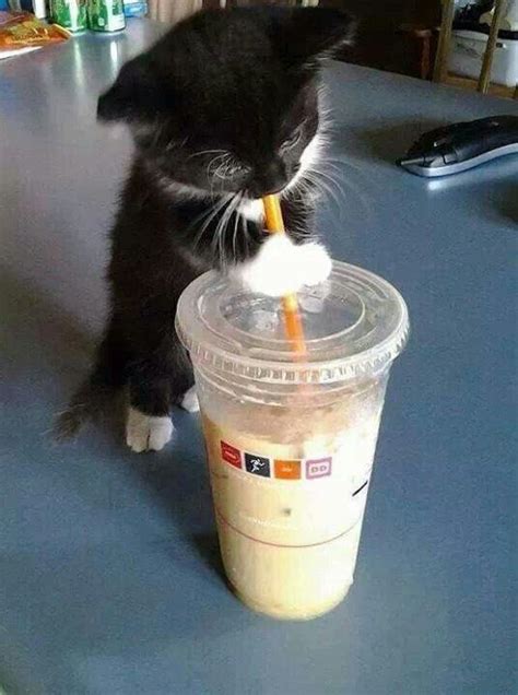 Kitty drinking Duncan donuts | Kittens cutest, Cute animals, Cute cats