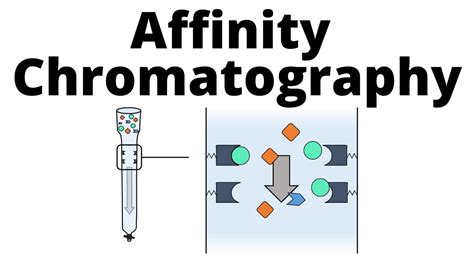 Affinity Chromatography - YouTube