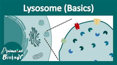 What Is The Function Of The Lysosome - slideshare