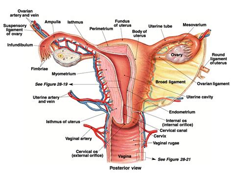 Anatomy: Uterus and Ovaries #Uterus #Ovaries #Anatomy ... | GrepMed