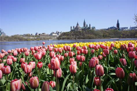 Itinerary for Tulip Festival Getaway to Ottawa