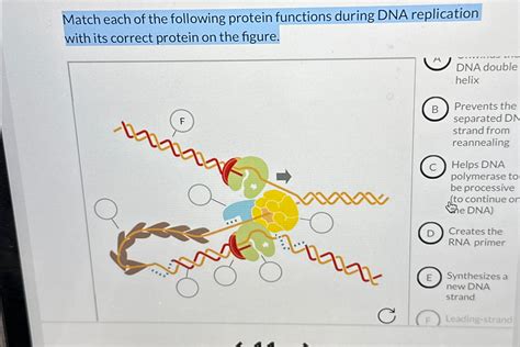 Solved Match each of the following protein functions during | Chegg.com