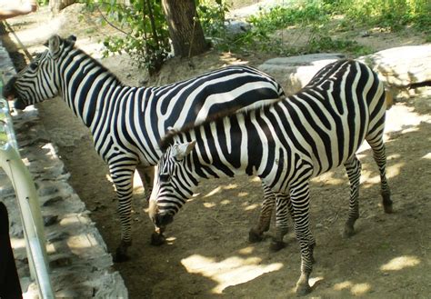 The zabras in Beijing Zoo China, Beijing Zoo Travel Photos - Easy Tour ...