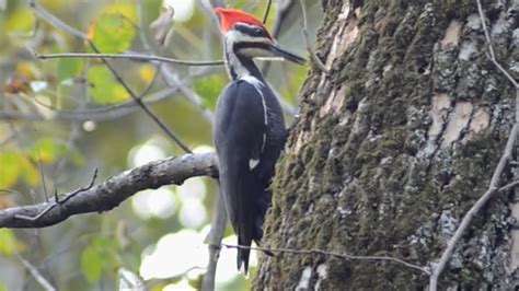 Pileated woodpecker call loud laugh sound, whiling searching prey | Male - YouTube