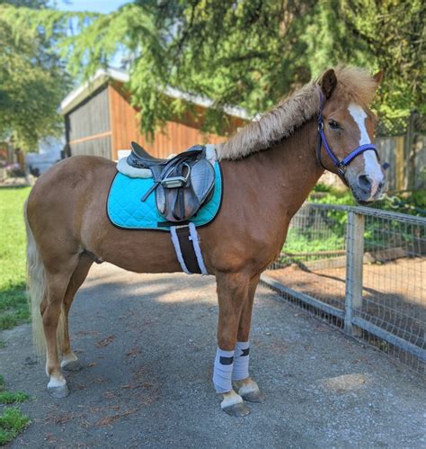 Pony Rides - Maplewood Farm