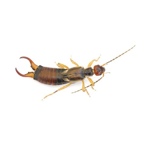 Earwig Identification, Habits & Behavior | Florida Pest Control