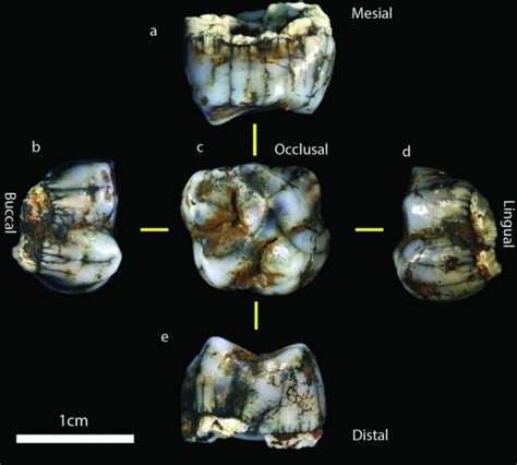 South Africa's Sterkfontein Caves produce two new hominin fossils ...