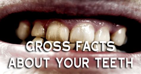 Really Gross Facts About Your Teeth | ThatViralFeed