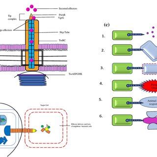 a Structure of Type VI secretion system (T6SS), OM outer membrane, PG... | Download Scientific ...