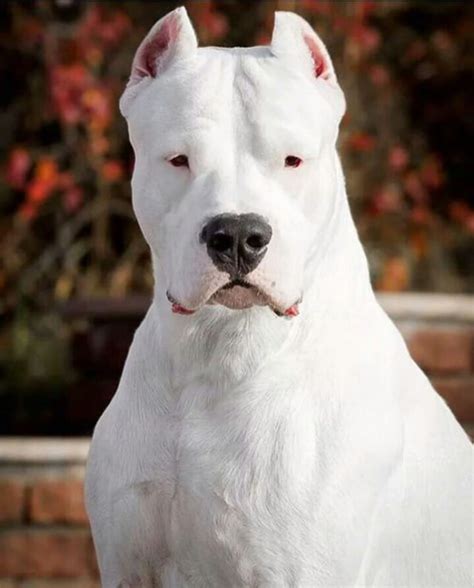 This is Dogo Argentino. A special breed of dog designed to hunt wild ...