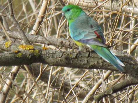 Red-rumped parrot (male) - Trevor's Birding