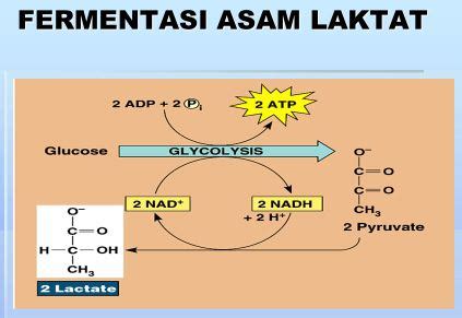 Perhatikan bagan respirasi anaerob berikut! Pada proses anaerob tersebut, senyawa (X), (Y), dan ...