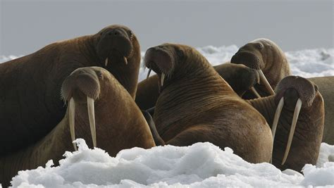 Pacific walrus, two dozen other species denied endangered protection