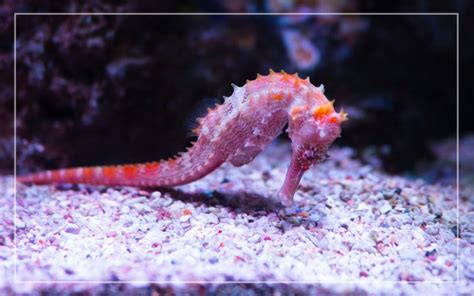 9 Types of Seahorses for Aquariums