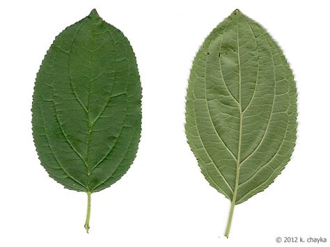 Rhamnus cathartica (Common Buckthorn): Minnesota Wildflowers