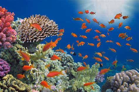 Y a-t-il du corail en Méditerranée ? - Institut océanographique