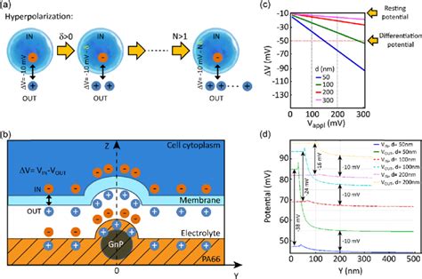 (a) Hyperpolarization explained graphically: the cell cytoplasm (dark ...