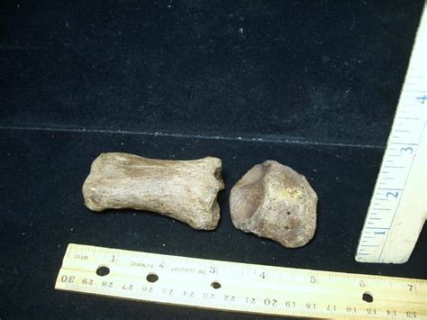 Early Horse "Equus" Fossil (072423g) - The Stones & Bones Collection