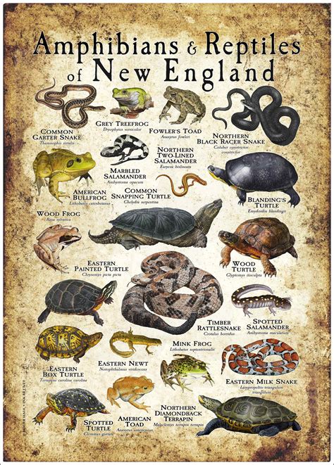 Amphibians & Reptiles of New England Poster Print