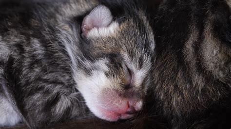 How Kittens Go From Clueless to Cute | KQED