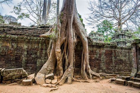 Exploring Ta Prohm, Cambodia: A Photojourney | Earth Trekkers