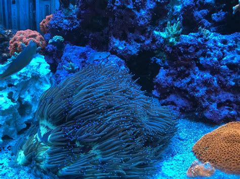 Elegance coral growth in reef tanks | Reef2Reef