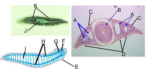 Planaria Pharynx