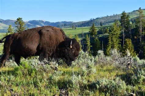 Yellowstone National Park Itinerary: 5 Days of Exploring America’s Oldest Park – Dang Travelers