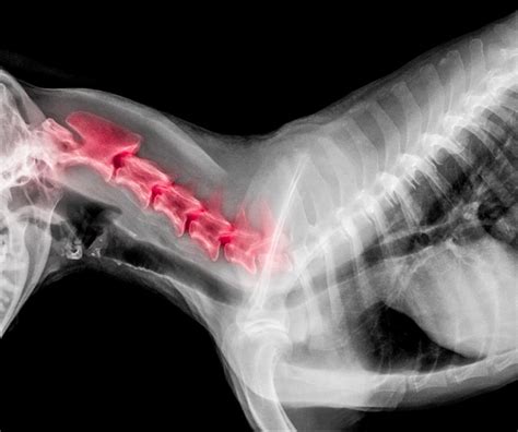 X-ray film of dog lateral view with red highlight in neck bone pain ...