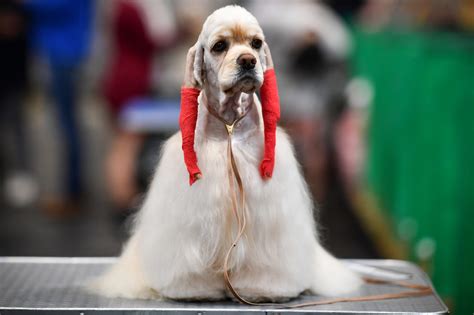 Crufts 2020: Best behind-the-scenes pictures from the iconic dog show ...