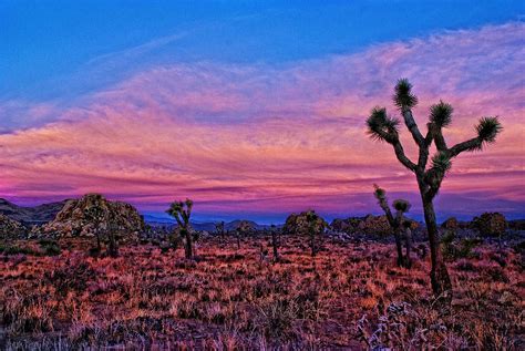 Joshua Tree Sunrise | Here is an image from my Joshua Tree N… | Flickr