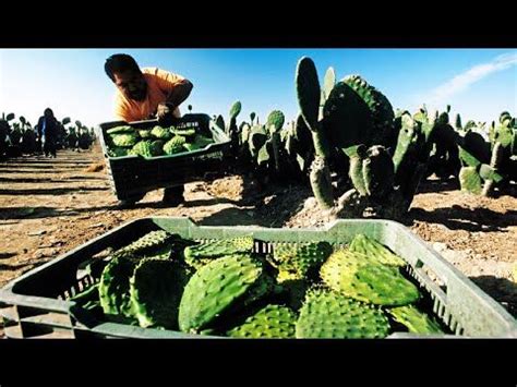 Millions of Nopal Cactus Harvesting 🌵 - Nopal Cactus Cultivation - Cactus Farming and Harvest ...