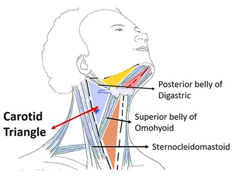 Carotid Triangle - Boundaries and Contents