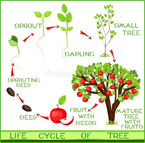 Life cycle of apple tree stock vector. Illustration of drawing - 64728167