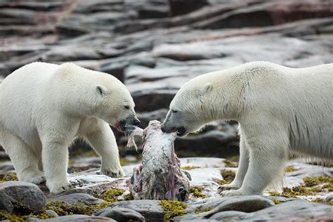 Polar Bears Feeding On Harbour Islands Photograph by WorldFoto - Pixels