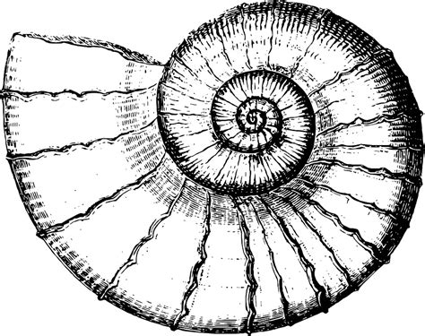 Ammonite tattoo - matxoler