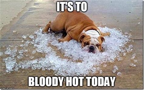 42 Hot Weather Memes That'll Help You Cool Down - SayingImages.com - Nông Trại Vui Vẻ - Shop