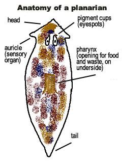 Microscope Imaging Station. Planaria: A window on regeneration.