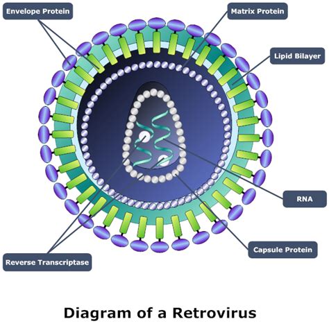 Example Image: Retrovirus Diagram | Biology diagrams, Retrovirus, Diagram